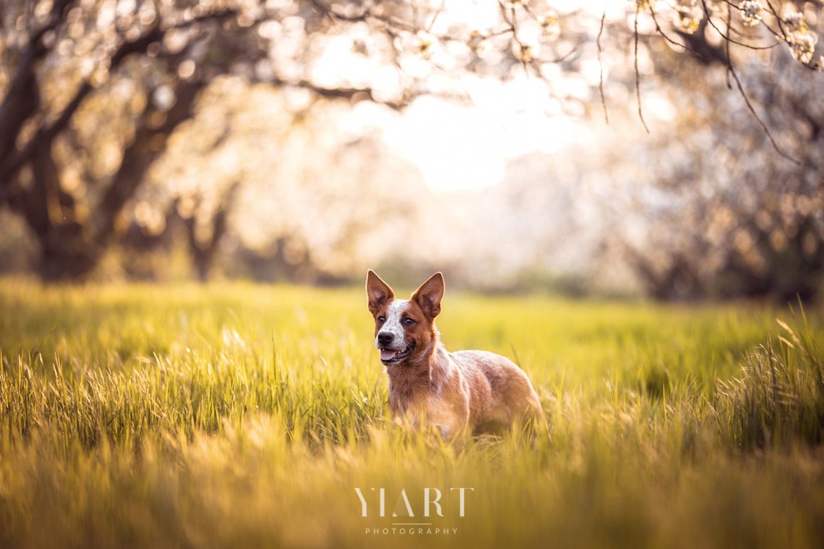 Cattle Dog Hundefotografie Würzburg