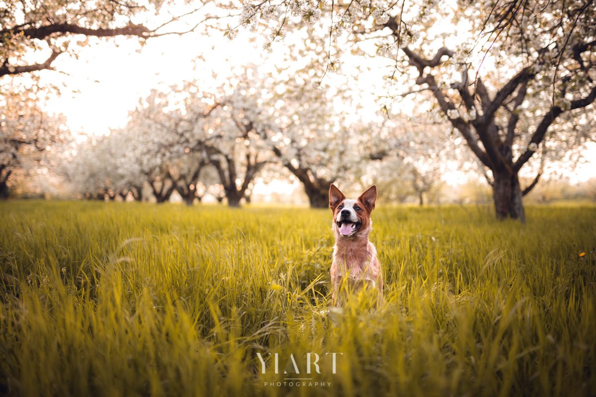 Cattle Dog Hundefotografie Würzburg