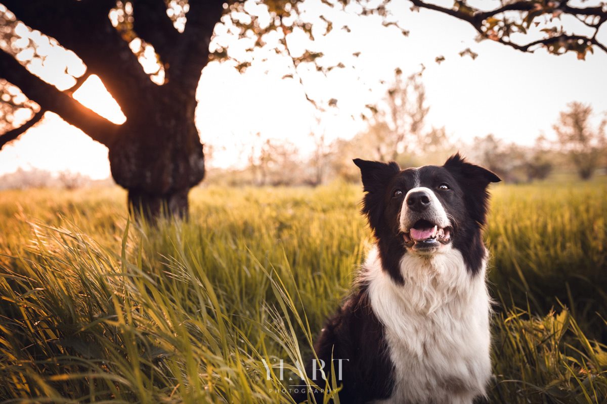 Border Collie Hundefotografie Würzburg