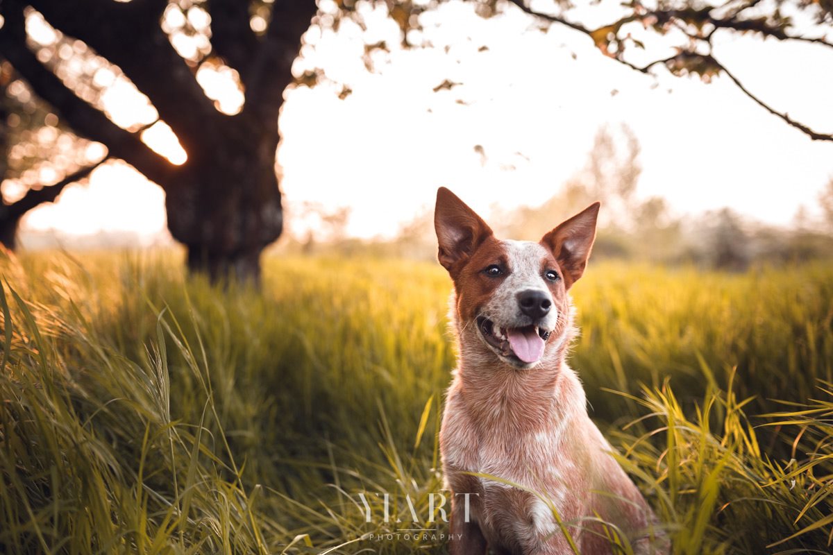 Cattle Dog Hundefotografie Würzburg