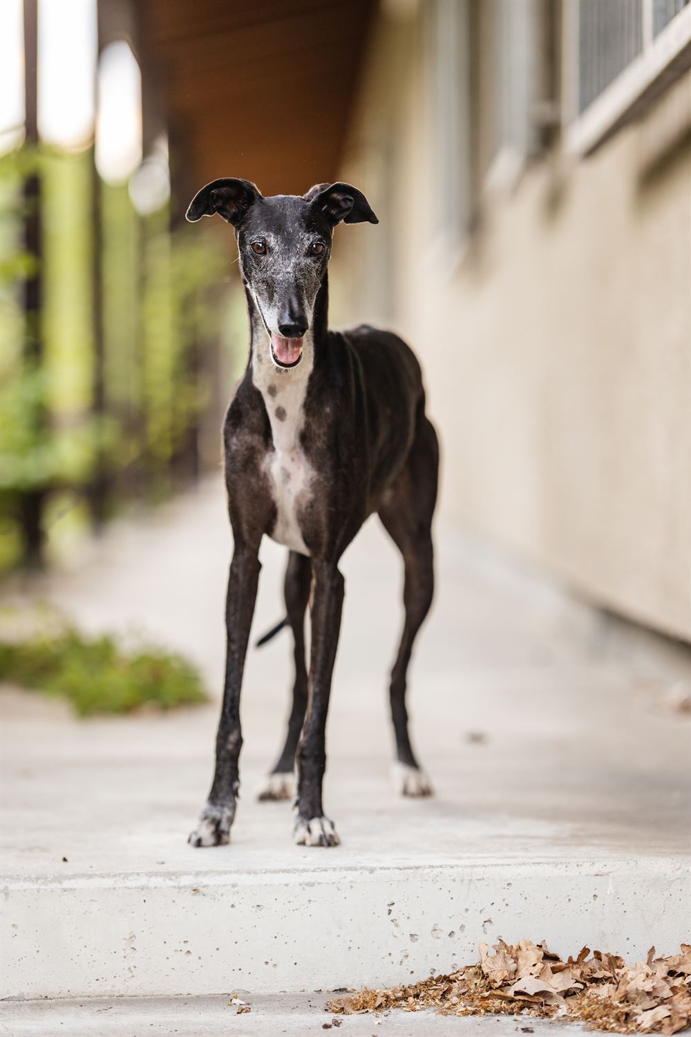 Galga-Luisa-Tierschutzhund-Tierschutz-Galgo-Fotoshooting