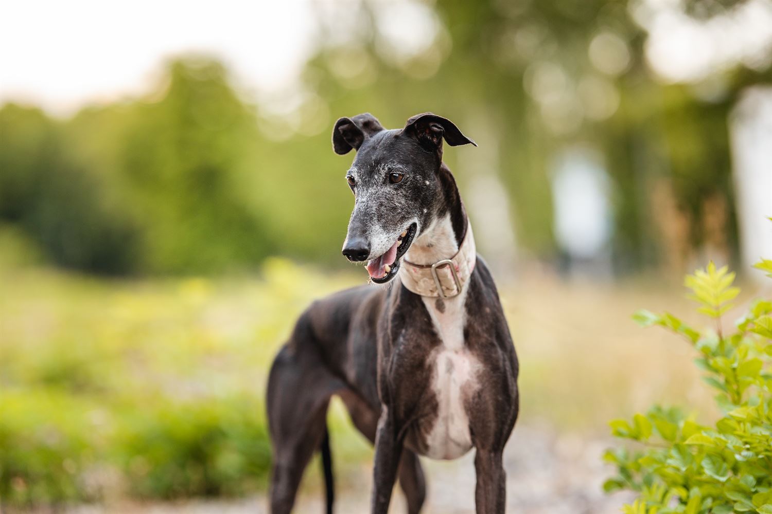 Galga-Luisa-Tierschutzhund-Tierschutz-Galgo-Fotoshooting