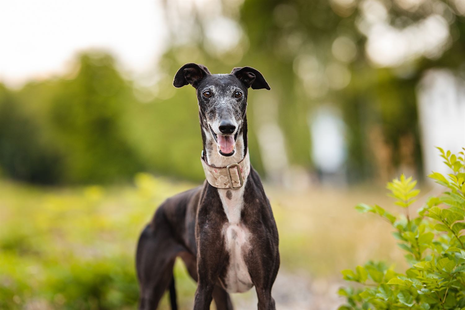 Galga-Luisa-Tierschutzhund-Tierschutz-Galgo-Fotoshooting