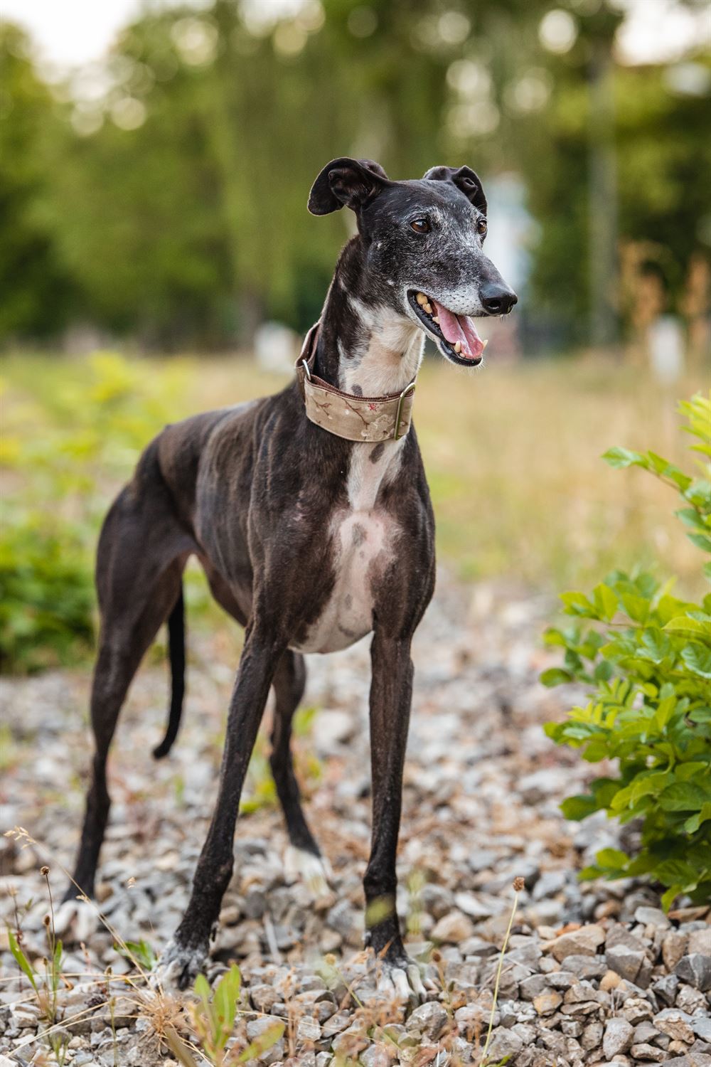 Galga-Luisa-Tierschutzhund-Tierschutz-Galgo-Fotoshooting