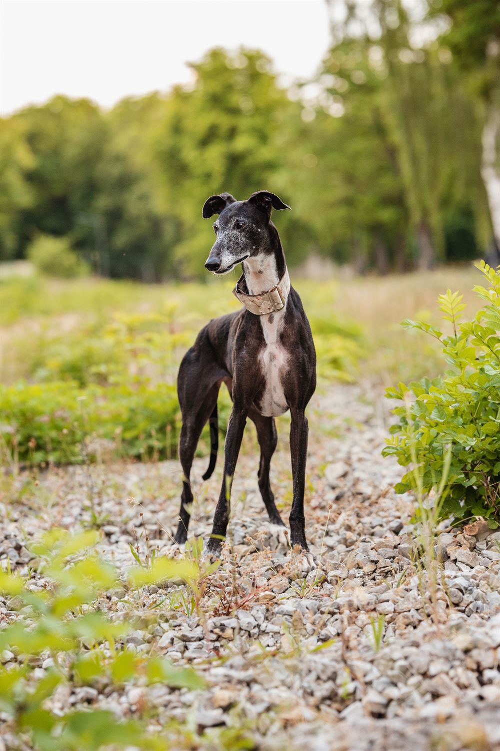 Galga-Luisa-Tierschutzhund-Tierschutz-Galgo-Fotoshooting