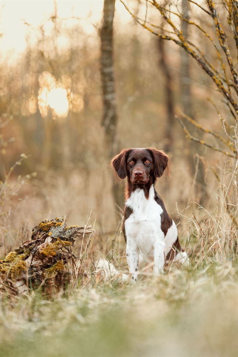 Kleiner-Münsterländer-Fotoshooting-Hund-Main-Spessart-Würzburg (1)