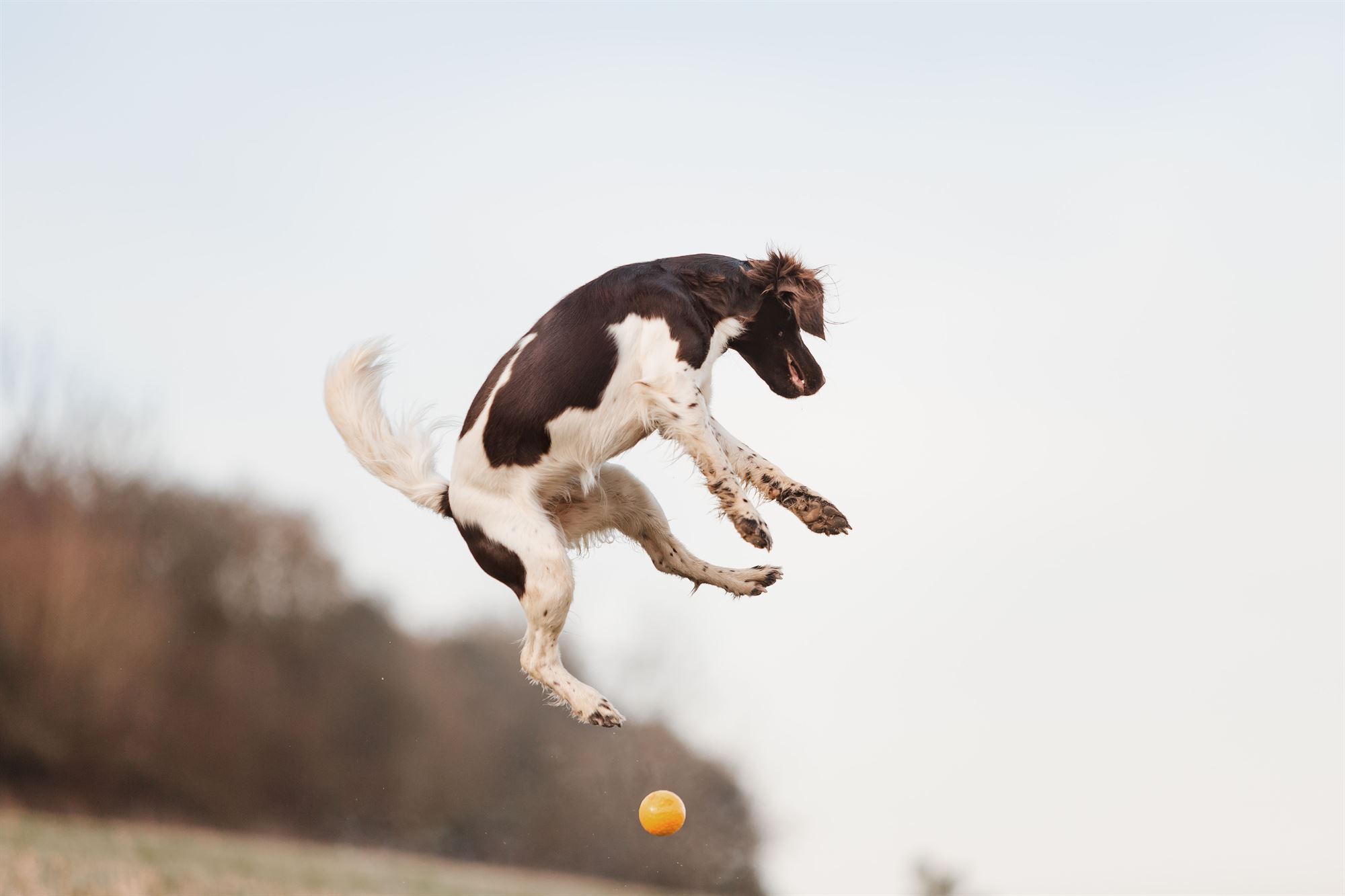 Kleiner-Münsterländer-Fotoshooting-Hund-Main-Spessart-Würzburg-Sonnenaufgang