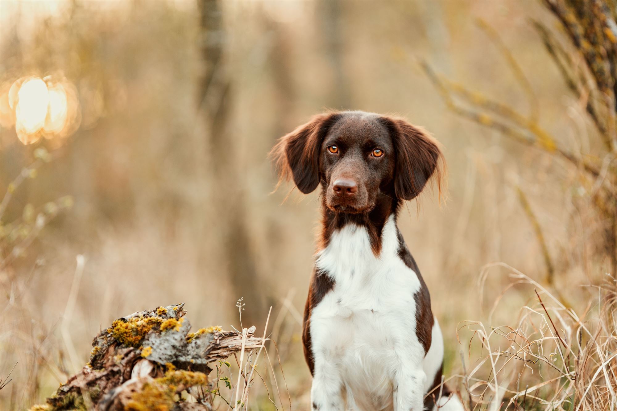 golden-retriever-würzburg-nürnberg-erlangen-bamberg-fotoshooting