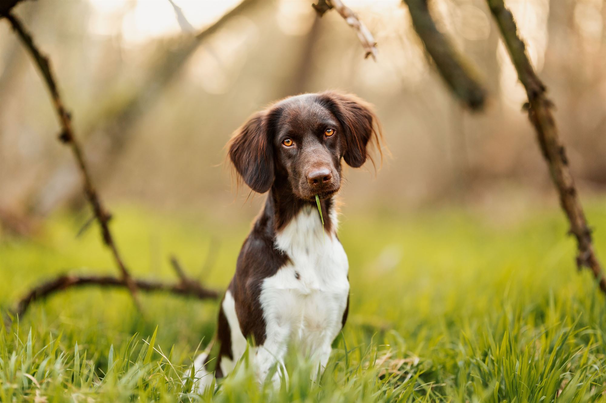 Fotografin Marktheidenfeld Mainspessart Unterfranken Hund