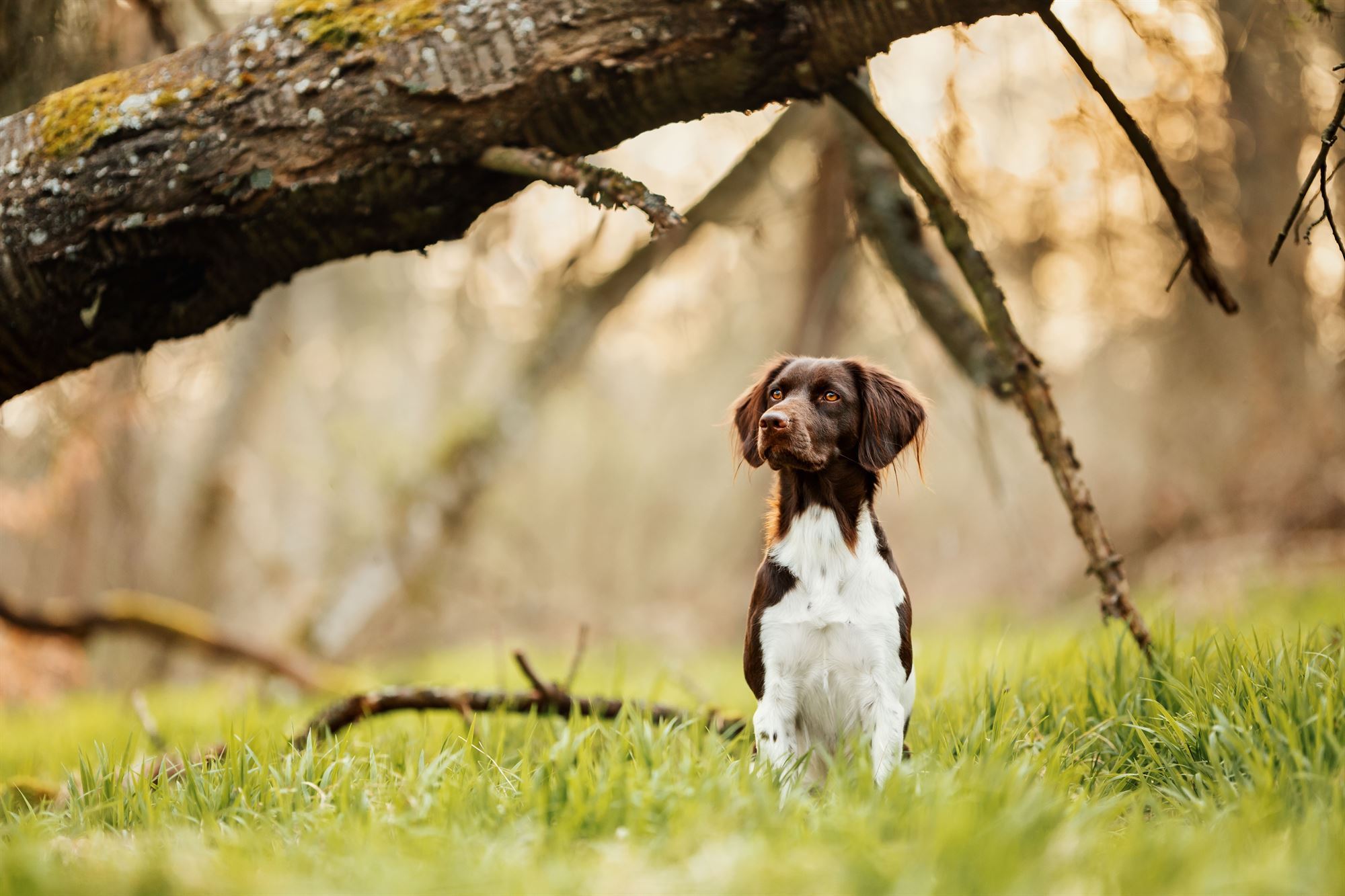 Kleiner-Münsterländer-Fotoshooting-Hund-Main-Spessart-Würzburg (6)