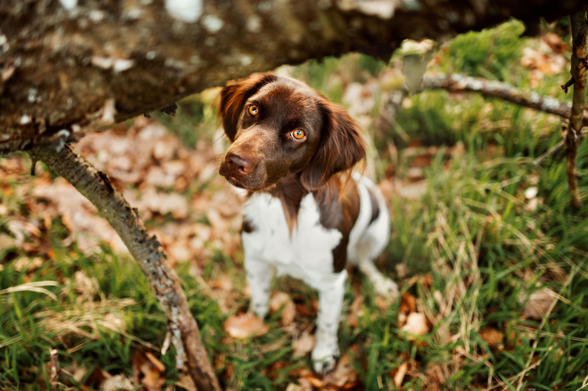 golden-retriever-würzburg-nürnberg-erlangen-bamberg-fotoshooting