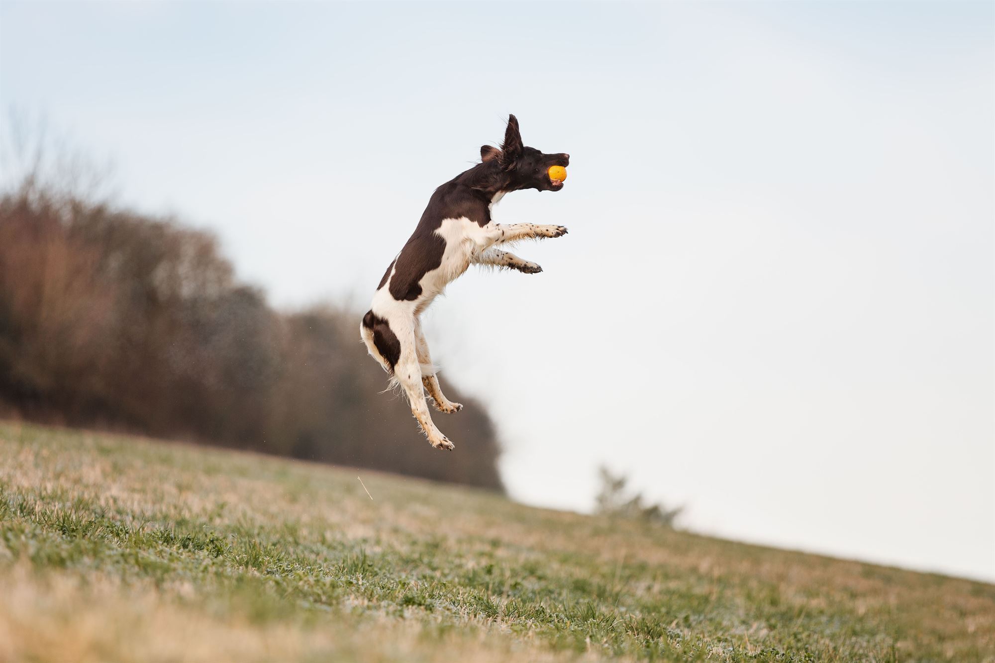 Fotografin Marktheidenfeld Mainspessart Unterfranken Hund