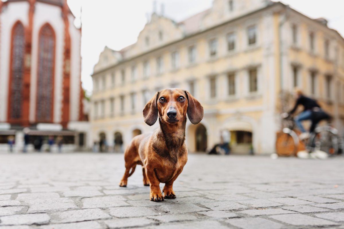 Tierfotografie-Würzburg-Stadtpfoten (1)