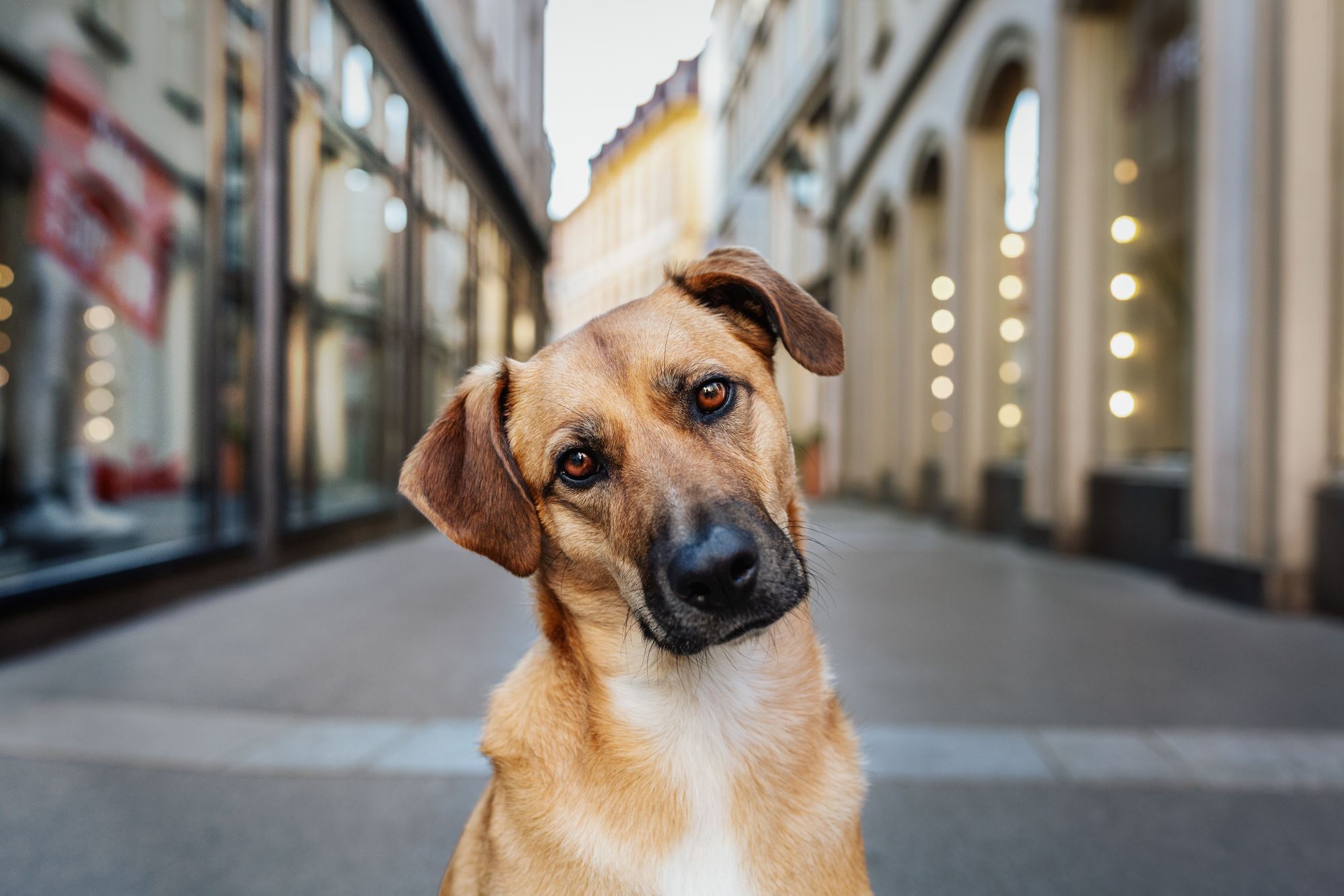 Tierfotografie-Würzburg-Stadtpfoten (2)