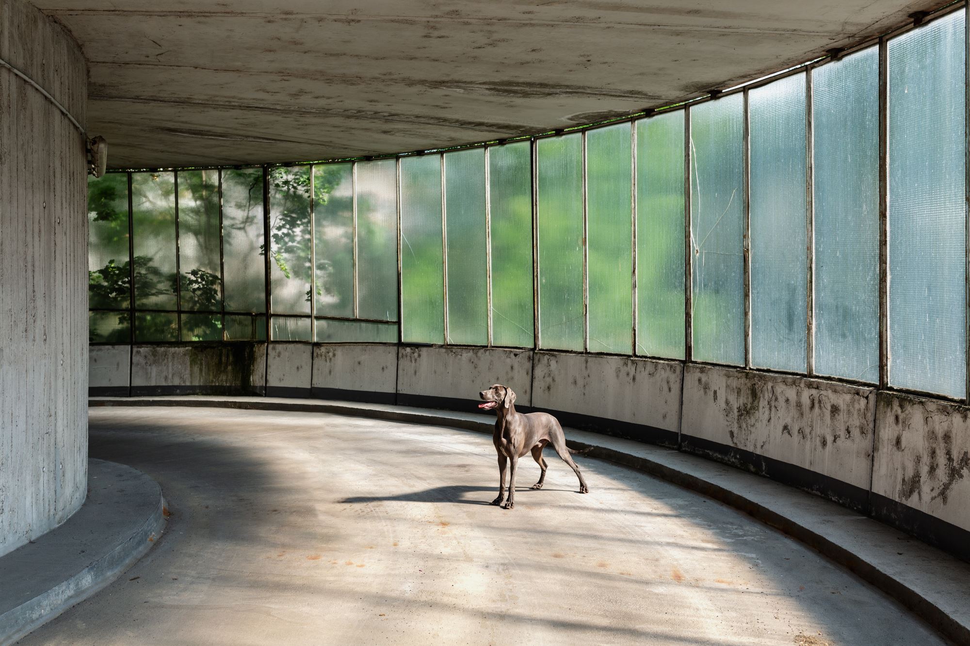 Tierfotografie-Würzburg-Stadtpfoten (3)