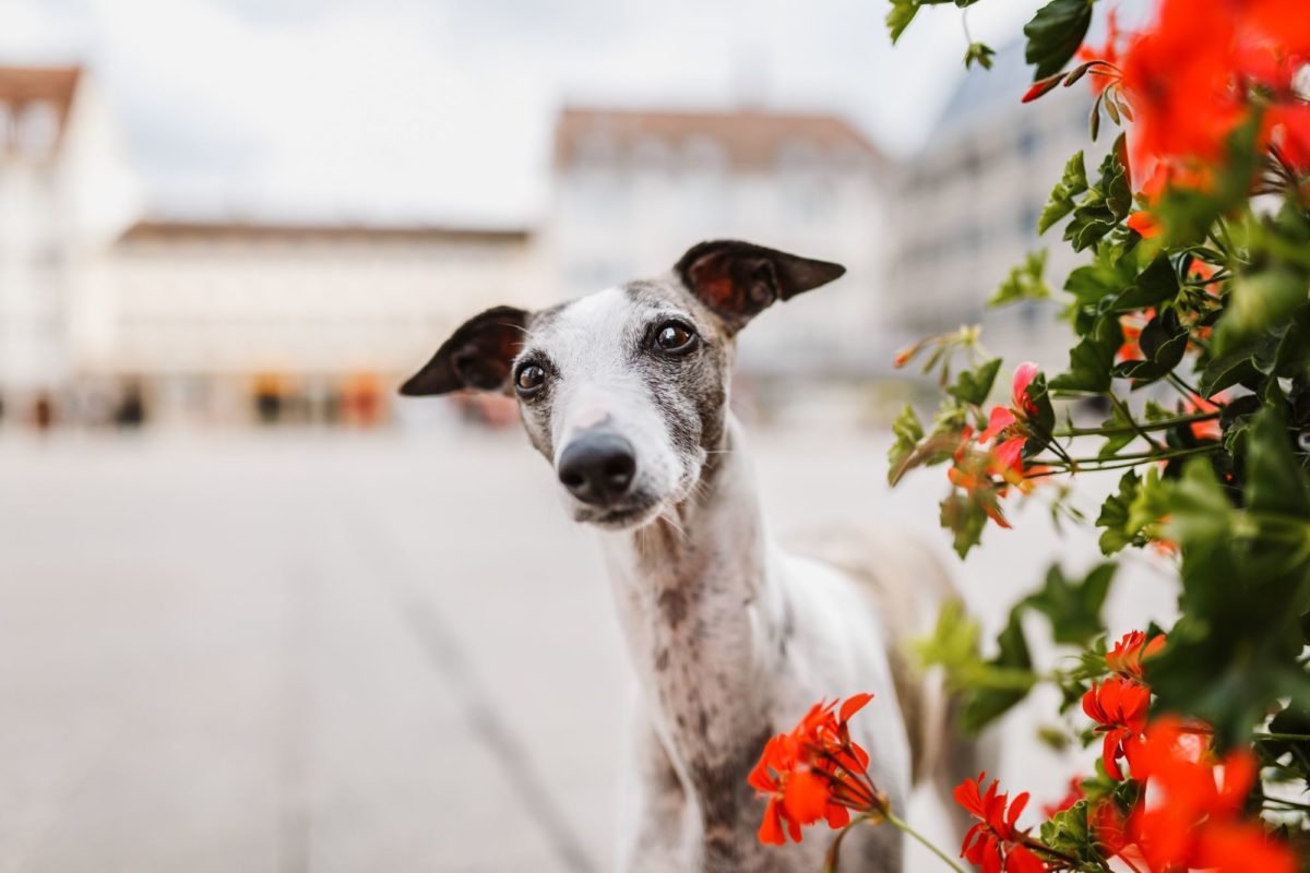 Tierfotografie-Würzburg-Stadtpfoten (5)