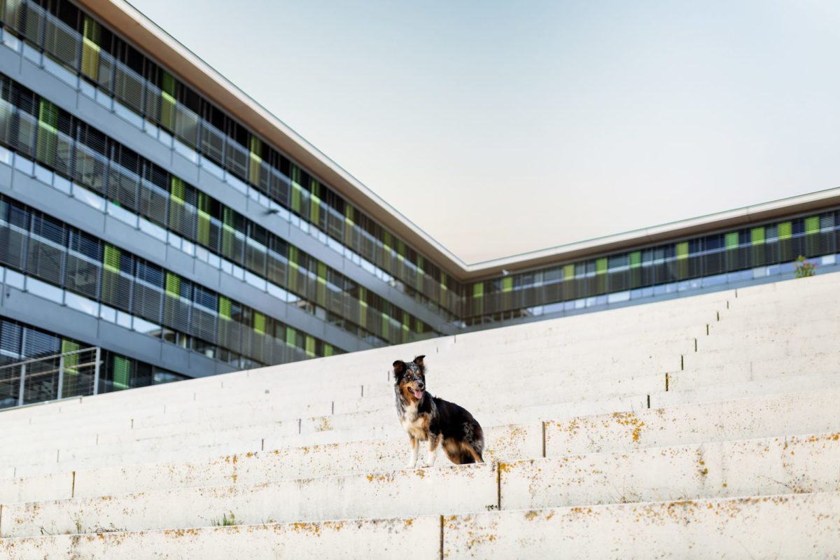 Tierfotografie-Würzburg-Stadtpfoten (7)